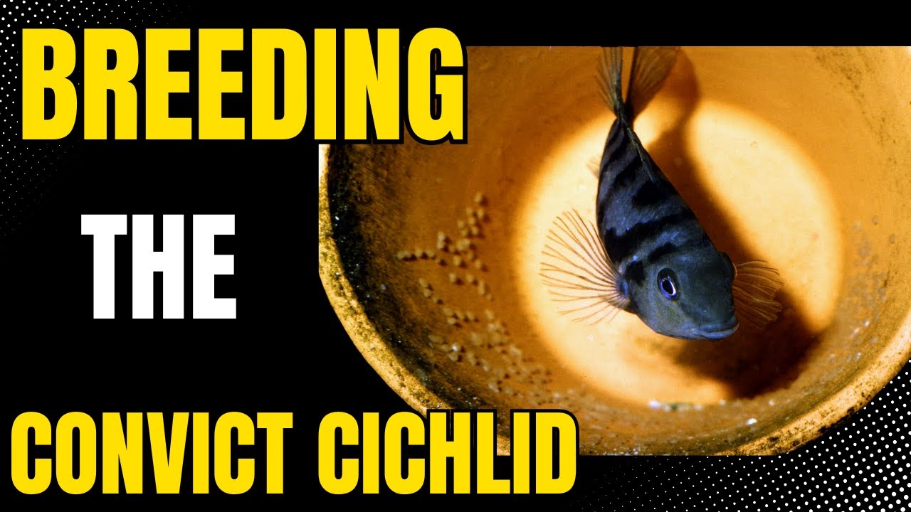 How to Breed Convict Cichlids Plus Raising Their Babies YouTube