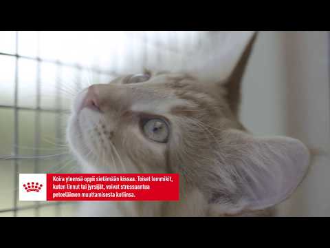 Video: Viisi Parasta Miettitävää Asiaa Ennen Kissan Saamista