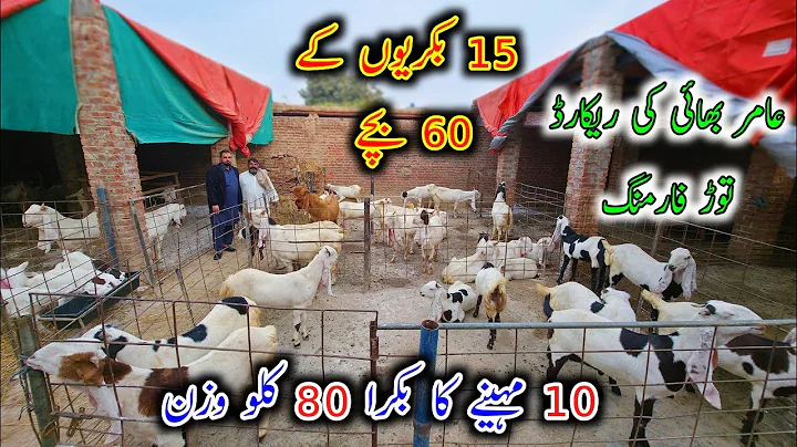 The Real Example Of A Successful Goat Farm - Modern And Successful Goat Farm - The Sarwar Goat Farm