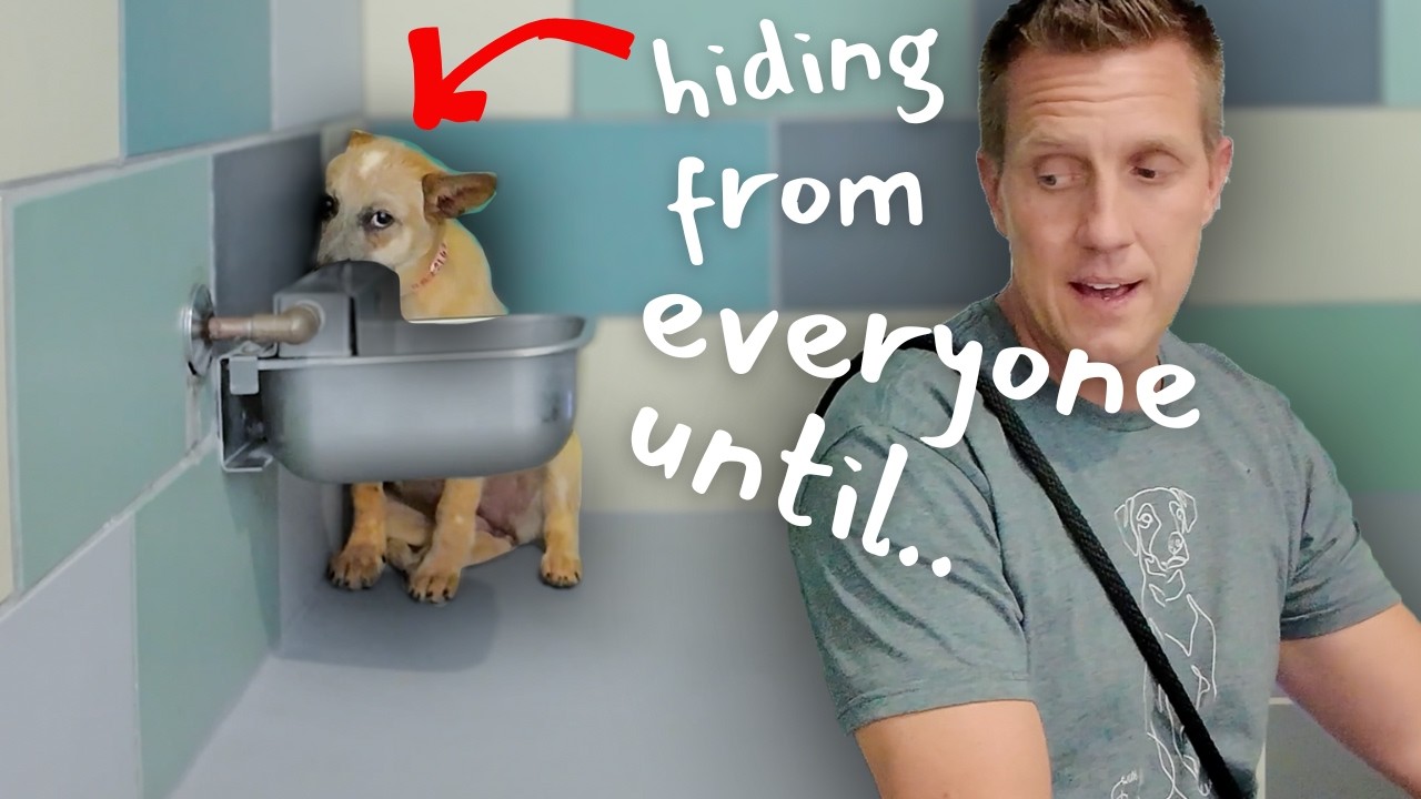 ⁣Watch the Moment Scared Puppy Comes Out of Hiding 🥹