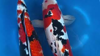 202012 Sp-Xtak02 Takahashi Sansai Gr Showa D Sanke 49Cm