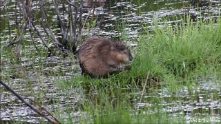 Muskrat