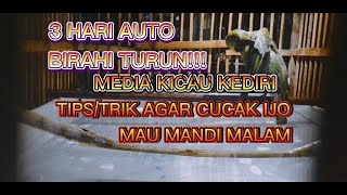 Mandi Malam 3 Hari Birahi Auto Turun  Caratips Agar Cucak Ijo Anda Mau Mandi Malam