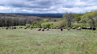 Овцеводство | Биркование | Учёт | Как избежать имбридинга?