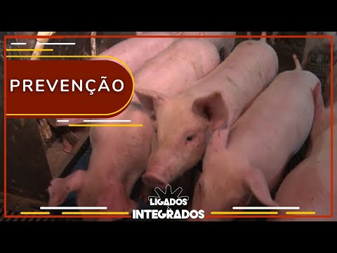 Peste suína clássica: campanha de vacinação em Alagoas já começou! | Ligados&Integrados - 23/05/2023