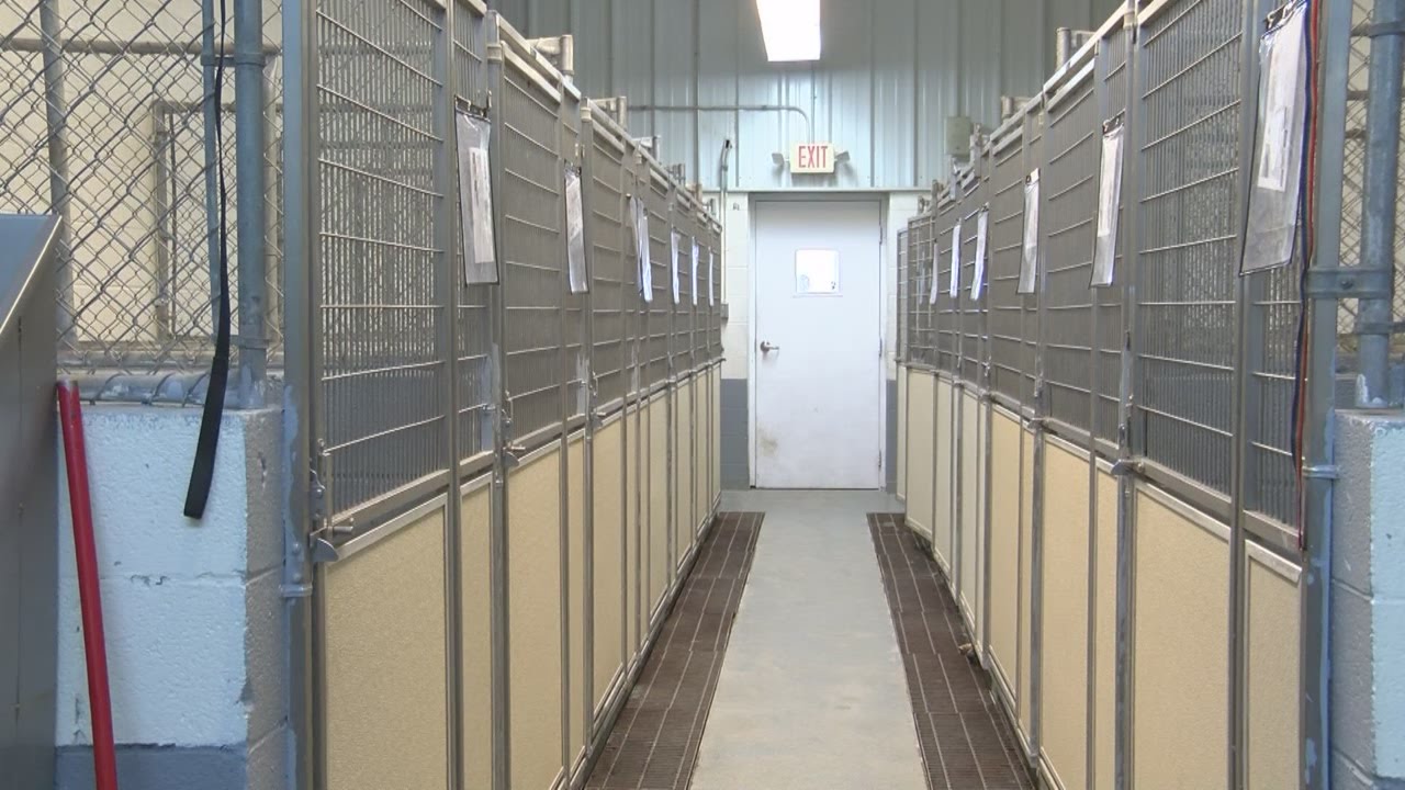 New Mexico Animal Shelter Sees Distemper Outbreak