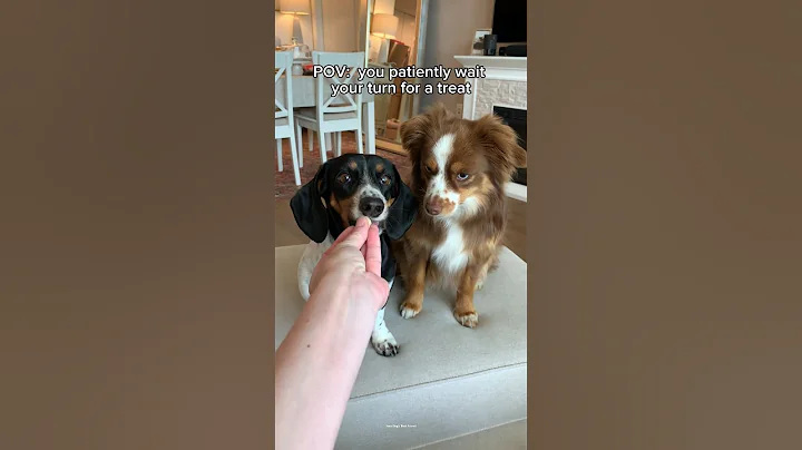 Dog shares a treat with her dachshund friend!