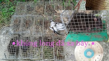 Đặt 32 cái bẫy truy tìm chuột cống nhum khủng và cái kết 