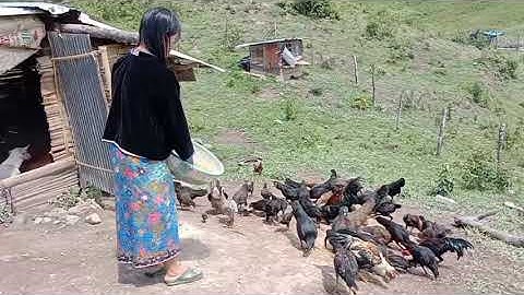 Nkauj hmoob mu pub qaib  pub npua nawb