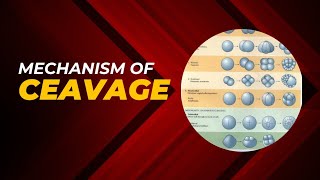 Cleavage notes| pattern and mechanism of cleavage|