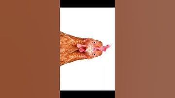 SMG4 song, but every word is Google Images