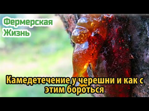 Камедетечение у черешни и как с этим бороться