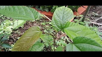 Cây giống B1 25k dược liệu quý Vườn ươm Trường Xuân 0786.074.336