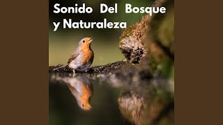 Sonido del Bosque y Naturaleza