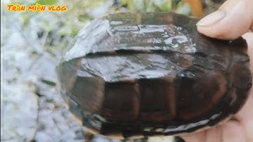 #407 Thăm Lờ  cá lóc dưới Bạc Liêu mưa gió nhiều trại quá trại cái cuối cùng vô rùa 