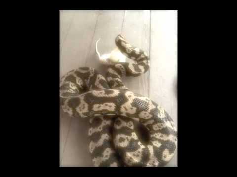 snake eats field mouse 6 ft jungle carpet python feeding