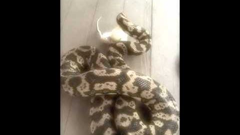 6 ft jungle carpet python feeding