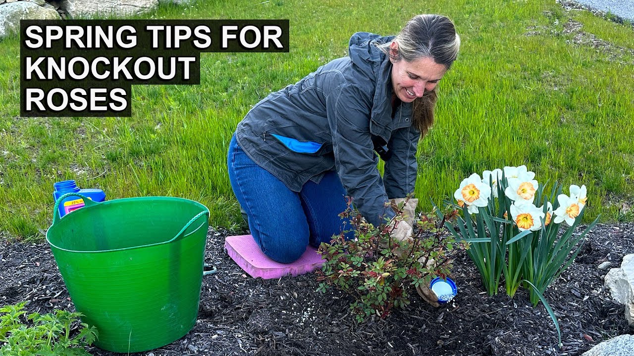 Spring Care Tips for Growing Knock Out Roses YouTube