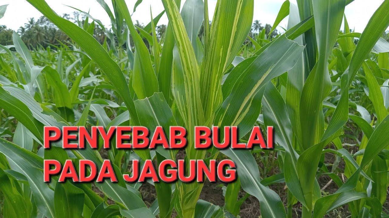 Penyebab Bulai Pada Jagung dan Ciri-ciri Bulai - YouTube