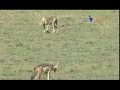 ジャッカルの災難 #2　チーターに襲われる？　Wild animals in Africa/Chasing of the cheetah and jackals