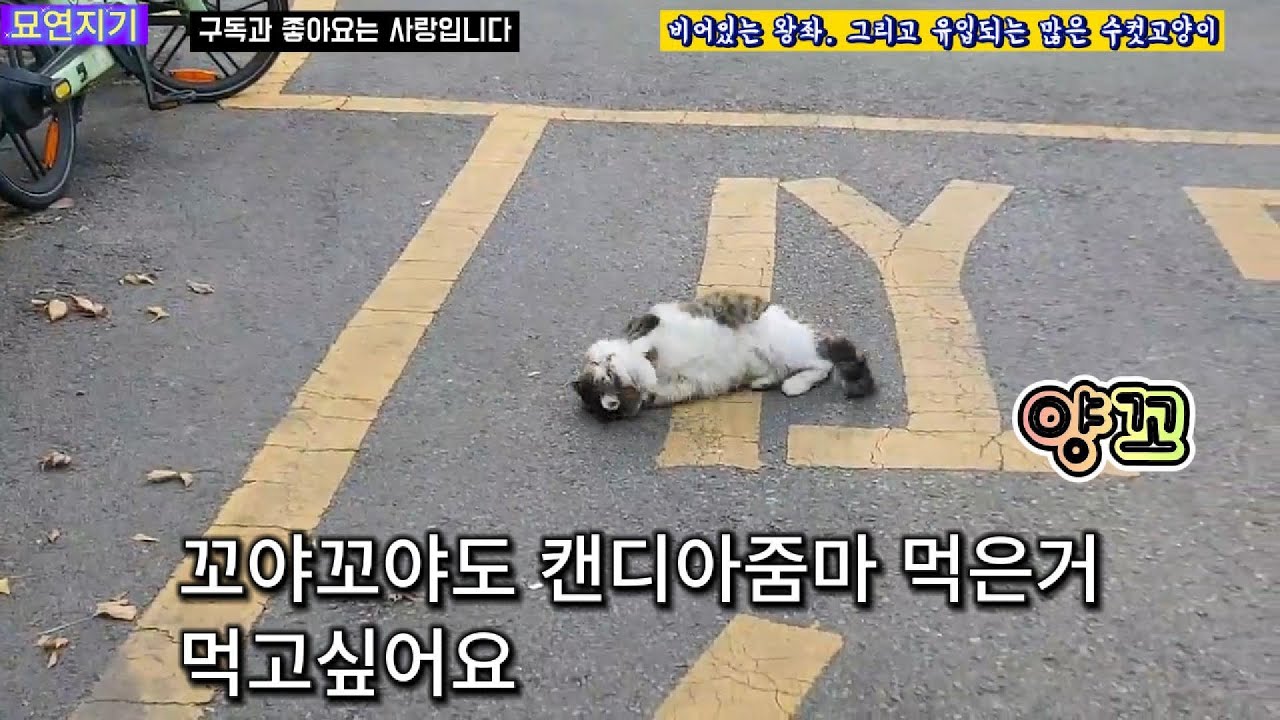 비어있는 왕좌. 그리고 몰려오는 수컷 길냥이들