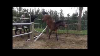 foals 2011 jumping ..wmv