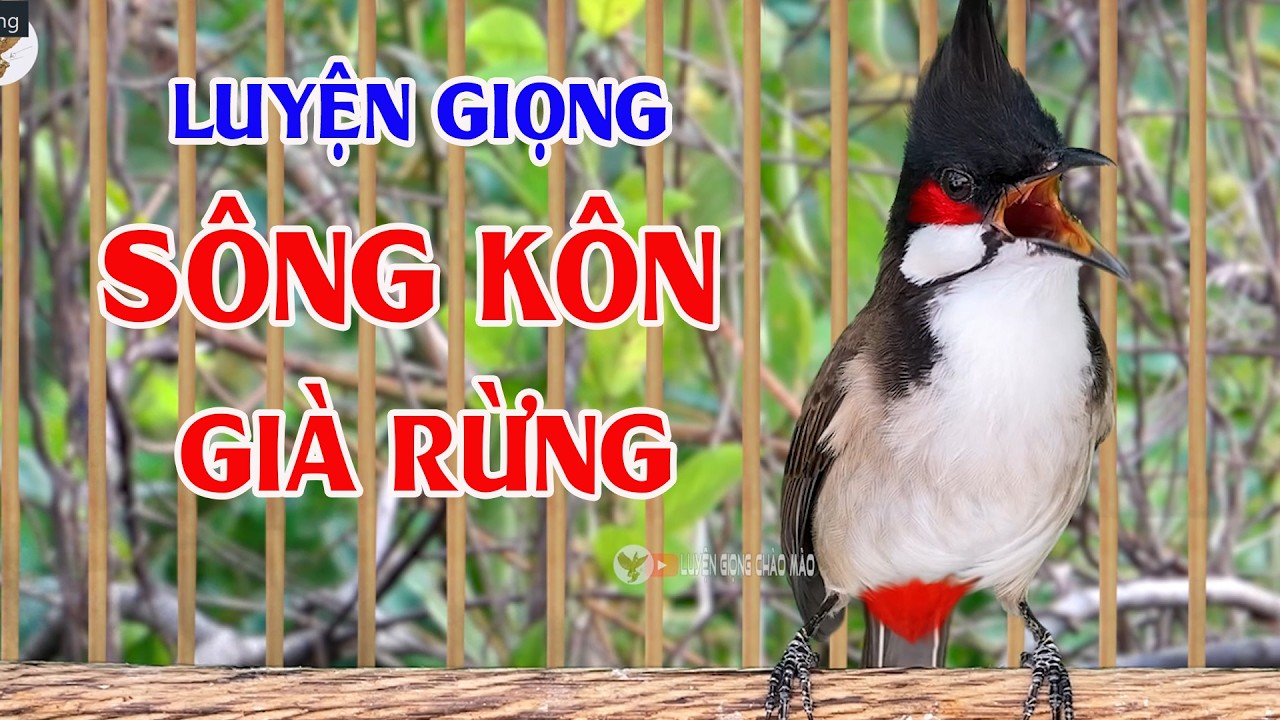 chào mào sông kôn | CHÀO MÀO   SÔNG KÔN QUẢNG NAM | LUYỆN CHÀO MÀO HÓT GIỌNG SÔNG KÔN CỰC HAY.a1