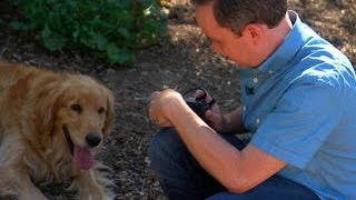 The Fix - Useful tips for pet photos