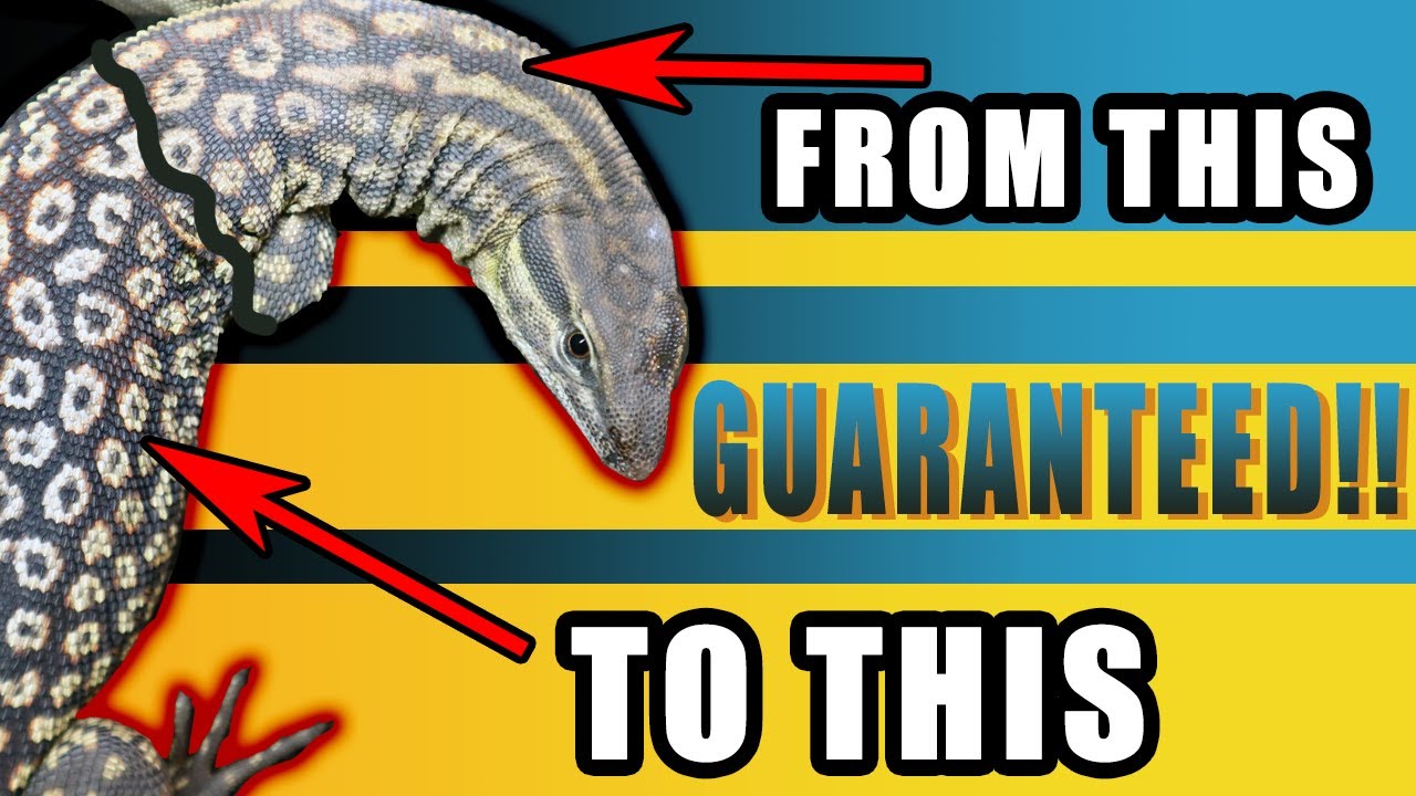 PERFECT SHEDS! The #1 Ackie Monitor Shedding Tip!