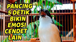 100% MANTUL!  Masteran Cendet Gacor Full Isian Nagen Satu Titik Cocok Terapi Cendet Agar Rajin Bunyi