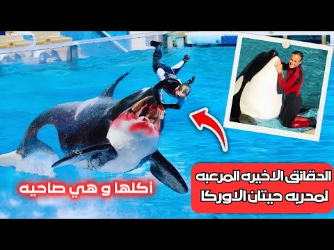 أكل كتفها بدراعها وسلخ فروة راسها وجلدها وكسر ججمتها حوت الاوركا تيلكوم ومدربته دون