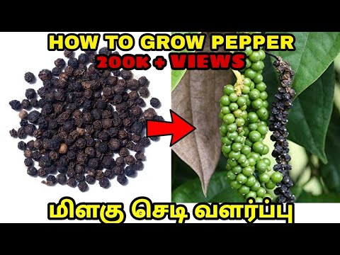 மிளகு செடி வளர்ப்பு / how to grow pepper plant in tamil