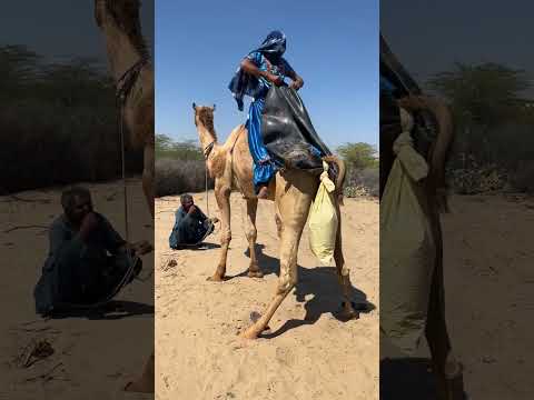 امرأة تركب جملا وتساعده على الحك