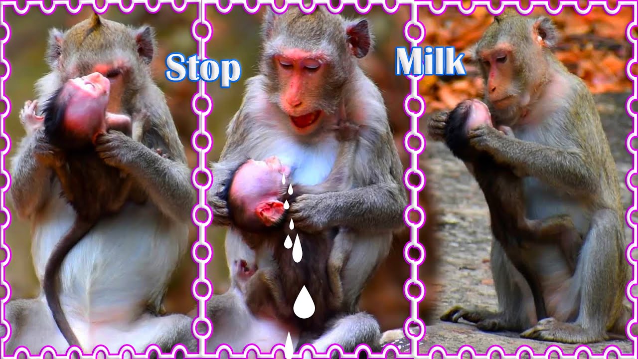 Wow! Amazing Mom Trying To Stop Breastfeeding Milk Baby. Very Pity Baby Monkey