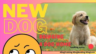 New puppy survival guide: A Wild Ride into the World of Dog Training and Bonding #puppytraining by A dogsy 196 views 9 months ago 5 minutes, 29 seconds