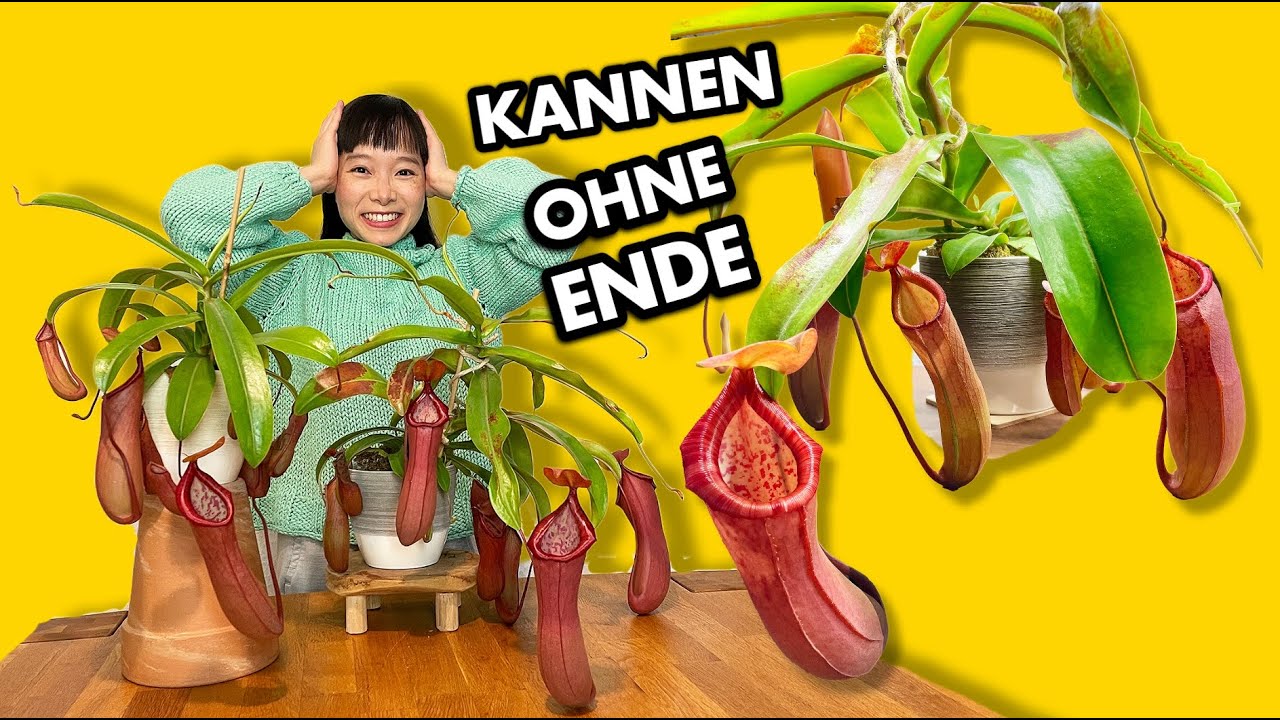limettenbaum zimmerpflanze Mandarinen Limettenbaum kaufen  Green Me Up
