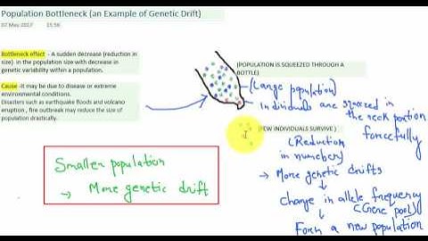 BOTTLENECK EFFECT  SECOND EXAMPLE OF GENETIC DRIFT