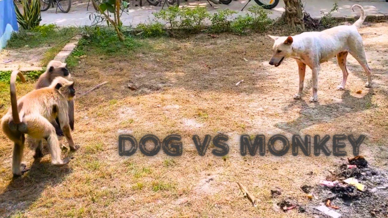 monkey and dog funny video.What is the monkey vs dog war. - YouTube