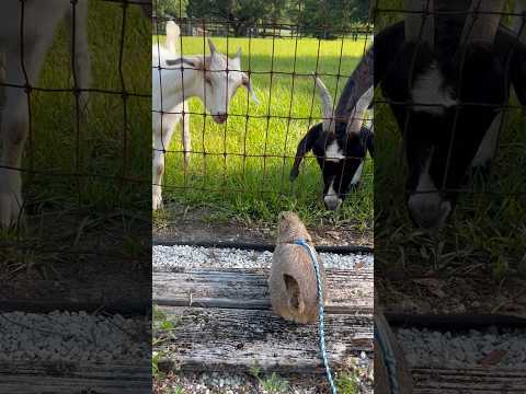 Prairie Dog meets