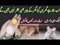 Quick rat killer  get rid of mouse chuhe bhagany ka tareqa  kitchen tips kabad sy jugad mouse