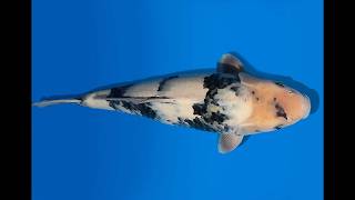 Koi Auktion Dainichi ShiroUtsuri JumboTosai BlackMonroe - 40cm GT06-2803