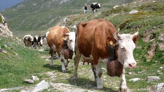 TRANSUMANZA    Cento giorni in alpe  al Moncenisio