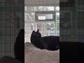Blue video