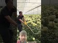Farmers Destroying Perfectly Healthy Roses