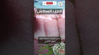 دور الخملات في الأمعاء الدقيقة في امتصاص الغذاء المهضوم #احياء #علم #تعليم #visualisy #biology