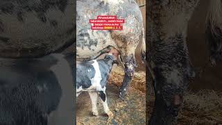 Praise be to God, it has started learning to nurse from its mother 🤲🤲🤲 #indonesianlivestockbreeders
