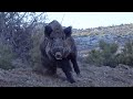 YABAN DOMUZU AVI- YOZGAT ,   AWESOME WILD BOAR HUNTING IN TURKEY, HOG HUNTING, PIG, GAME, HUNTS