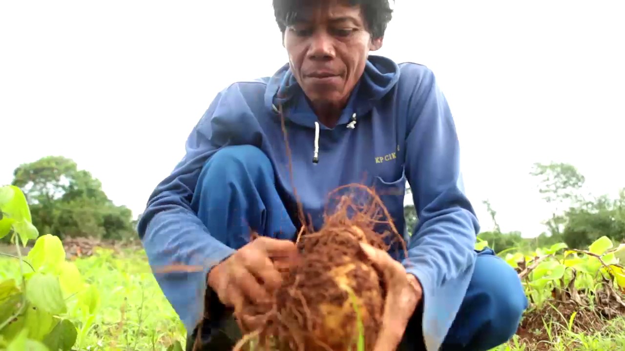 Agropedia: Gembili dan Inovasi Pengolahannya 