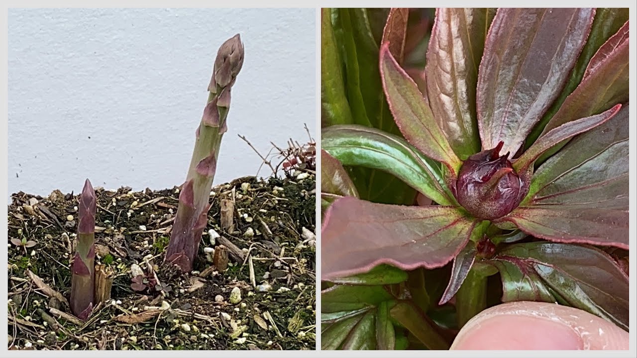 Garden Update (Apr 23) - new flower buds forming