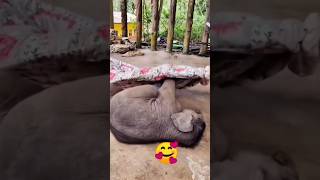 I can't sleep now. #viral #cute #beuaty #baby #nap #sleep #cutebaby #funny